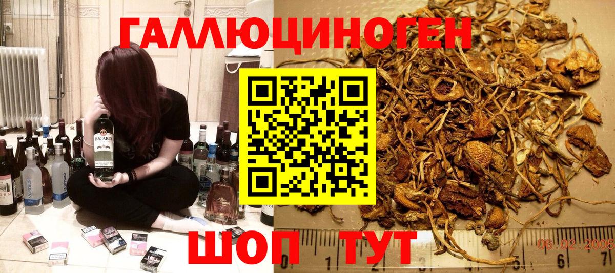 Псилоцибиновые грибы Psilocybine cubensis Усть-Джегута